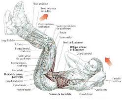 exercices d'abdominaux - musculation abdominaux